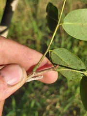 Julbernardia globiflora