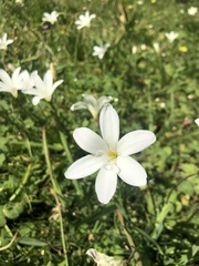 Sparaxis grandiflora