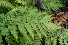 Dryopteris expansa