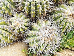 Copiapoa coquimbana