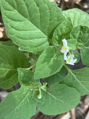 Solanum nigrum