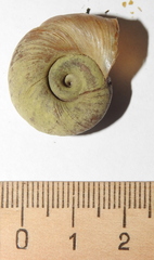 Planorbarius corneus