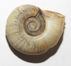 Planorbarius corneus