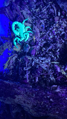 Vaejovis carolinianus