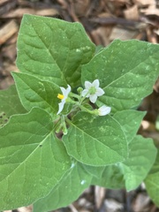 Solanum nigrum