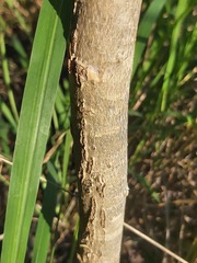 Julbernardia globiflora