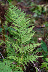 Dryopteris expansa