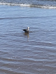 Leucophaeus modestus