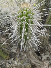 Eulychnia acida
