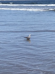 Leucophaeus modestus