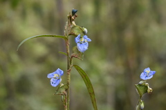 Commelina tuberosa
