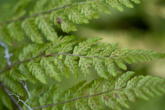 Dryopteris expansa