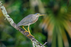 Butorides striata