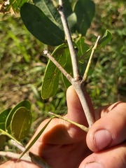 Julbernardia globiflora