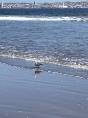 Leucophaeus modestus