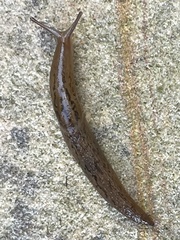 Ambigolimax valentianus