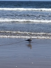 Leucophaeus modestus