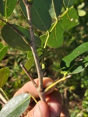 Julbernardia globiflora