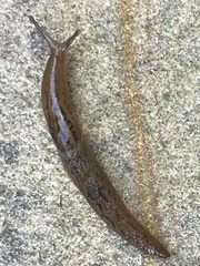 Ambigolimax valentianus