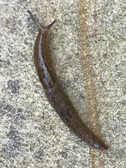 Ambigolimax valentianus