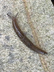 Ambigolimax valentianus