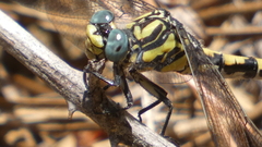 Onychogomphus uncatus
