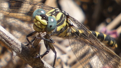Onychogomphus uncatus