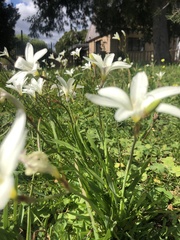 Sparaxis grandiflora