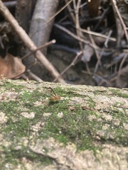 Toxonevra superba