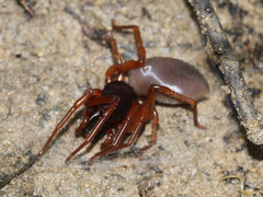 Dysderidae