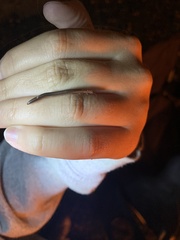 Blaniulus guttulatus