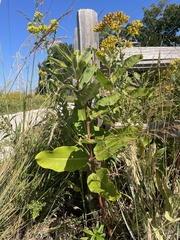 Asclepias syriaca