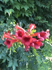Campsis