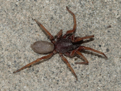 Dysderidae