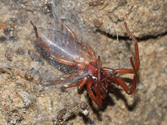 Dysderidae