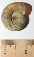 Planorbarius corneus