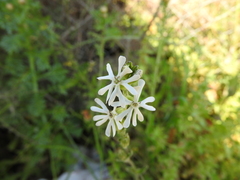 Silene graeca