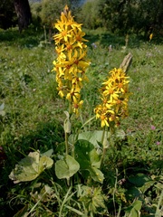 Ligularia sibirica