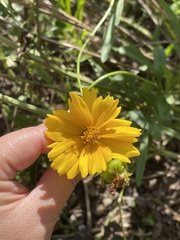 Coreopsis lanceolata