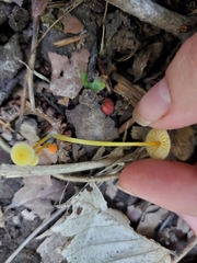 Mycena crocea