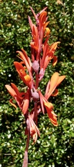 Canna indica