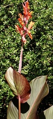 Canna indica