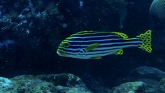 Plectorhinchus vittatus