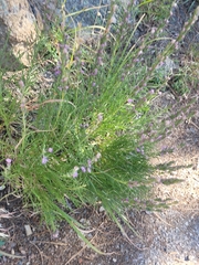 Liatris punctata