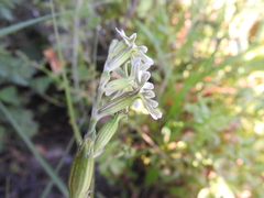 Silene graeca