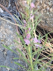Liatris punctata