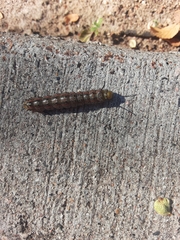 Anisota virginiensis