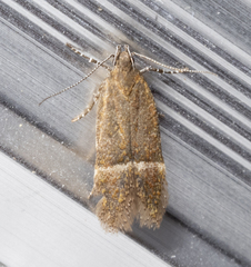 Eudactylota iobapta