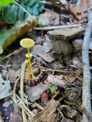 Mycena crocea