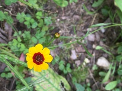 Coreopsis tinctoria
